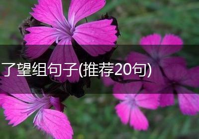 了望组句子(推荐20句)