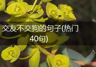 交友不交狗的句子(热门40句)