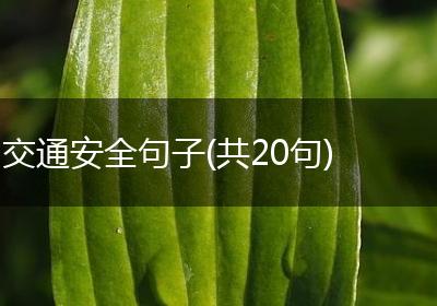 交通安全句子(共20句)