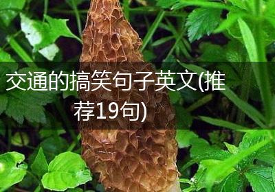 交通的搞笑句子英文(推荐19句)