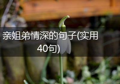 亲姐弟情深的句子(实用40句)