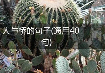 人与桥的句子(通用40句)