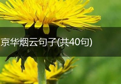 京华烟云句子(共40句)