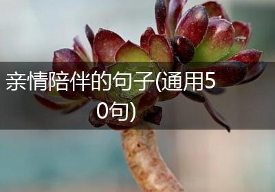 亲情陪伴的句子(通用50句)