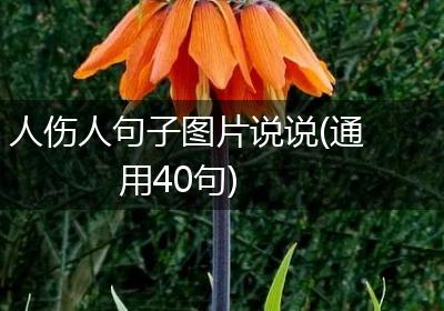 人伤人句子图片说说(通用40句)