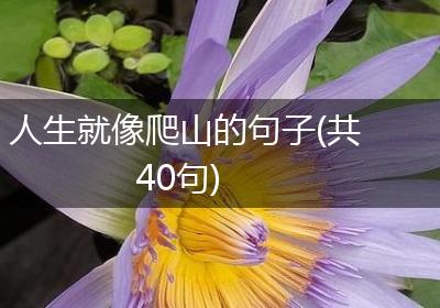人生就像爬山的句子(共40句)