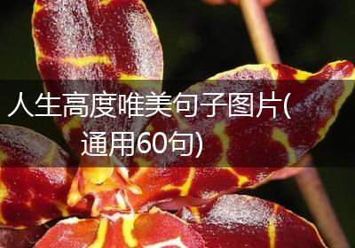 人生高度唯美句子图片(通用60句)