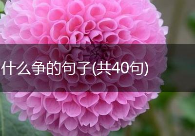 什么争的句子(共40句)