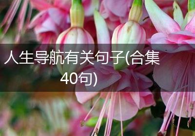 人生导航有关句子(合集40句)