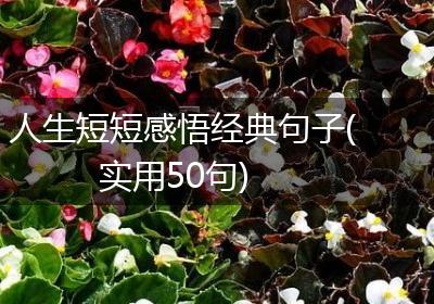 人生短短感悟经典句子(实用50句)