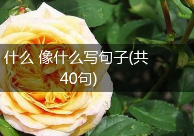 什么 像什么写句子(共40句)