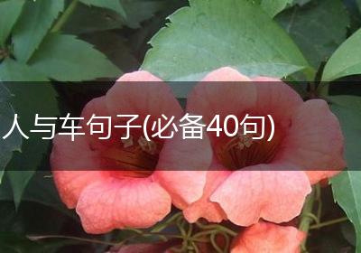 人与车句子(必备40句)