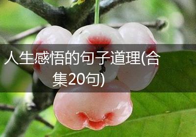 人生感悟的句子道理(合集20句)