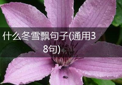 什么冬雪飘句子(通用38句)