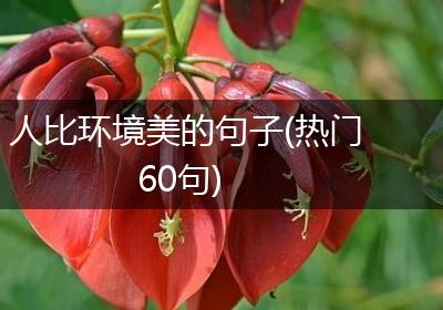 人比环境美的句子(热门60句)