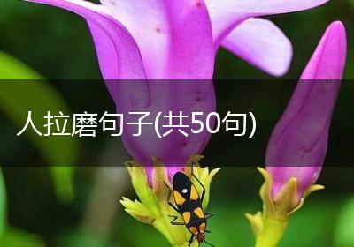 人拉磨句子(共50句)