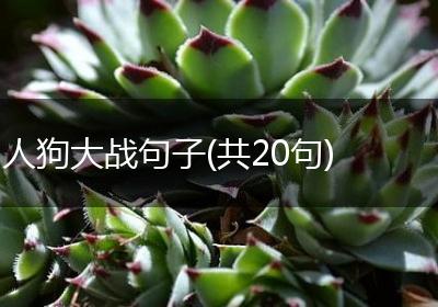 人狗大战句子(共20句)