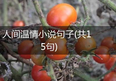 人间温情小说句子(共15句)