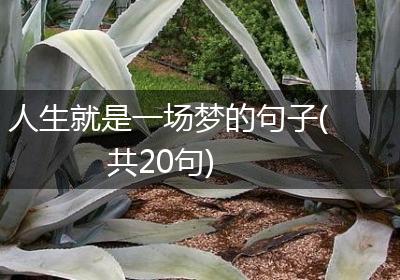 人生就是一场梦的句子(共20句)