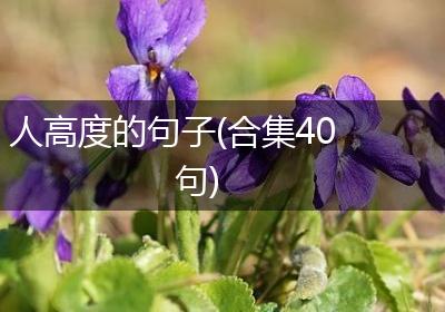 人高度的句子(合集40句)