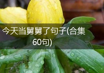 今天当舅舅了句子(合集60句)