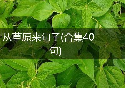 从草原来句子(合集40句)