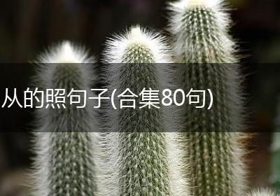 从的照句子(合集80句)