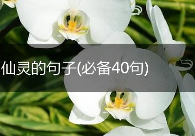 仙灵的句子(必备40句)