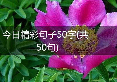 今日精彩句子50字(共50句)