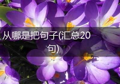 从哪是把句子(汇总20句)
