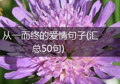 从一而终的爱情句子(汇总50句)