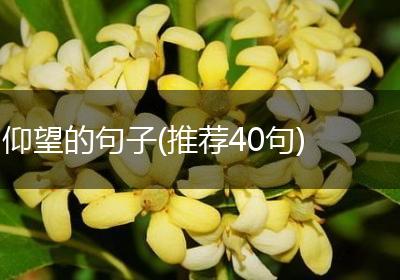 仰望的句子(推荐40句)