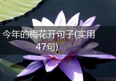 今年的梅花开句子(实用47句)
