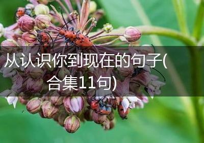 从认识你到现在的句子(合集11句)