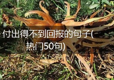 付出得不到回报的句子(热门50句)