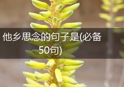 他乡思念的句子是(必备50句)