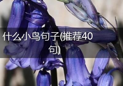 什么小鸟句子(推荐40句)