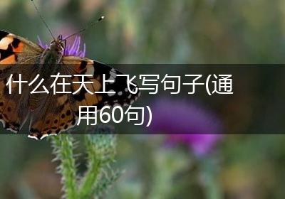 什么在天上飞写句子(通用60句)
