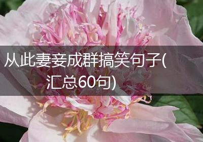 从此妻妾成群搞笑句子(汇总60句)