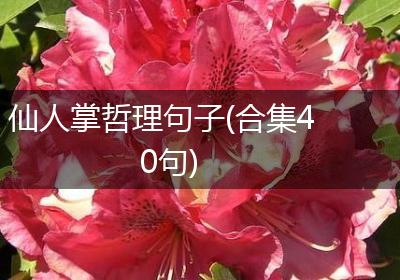 仙人掌哲理句子(合集40句)