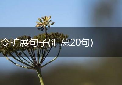 令扩展句子(汇总20句)