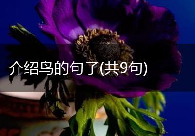 介绍鸟的句子(共9句)