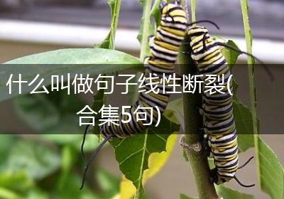 什么叫做句子线性断裂(合集5句)
