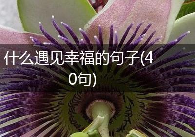 什么遇见幸福的句子(40句)