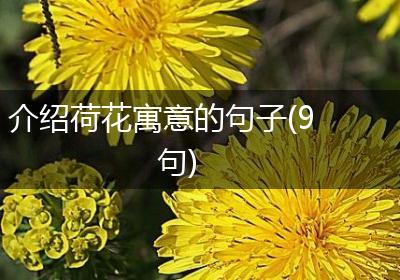 介绍荷花寓意的句子(9句)
