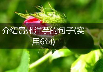 介绍贵州洋芋的句子(实用6句)