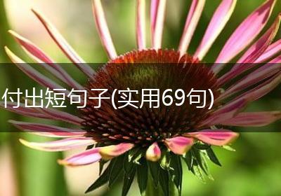 付出短句子(实用69句)