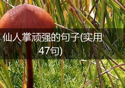 仙人掌顽强的句子(实用47句)