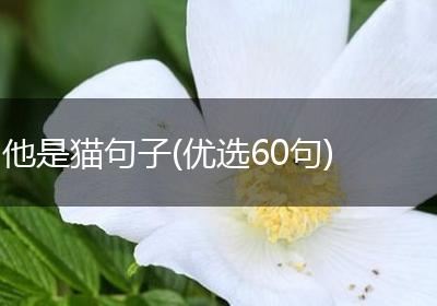他是猫句子(优选60句)