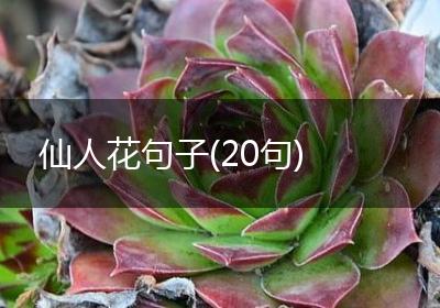 仙人花句子(20句)